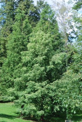 Metasequoia glyptostroboides - metasekvoje čínská - letní habitusy (95)